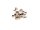 Knopfniete Button Stud altmessing 8 x 10 mm mit Schraube